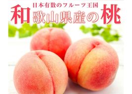 紀州和歌山産の桃　１５玉　化粧箱入 ※2026年6月下旬頃〜2026年8月上旬頃順次発送（お届け日指定不可）【uot780A】