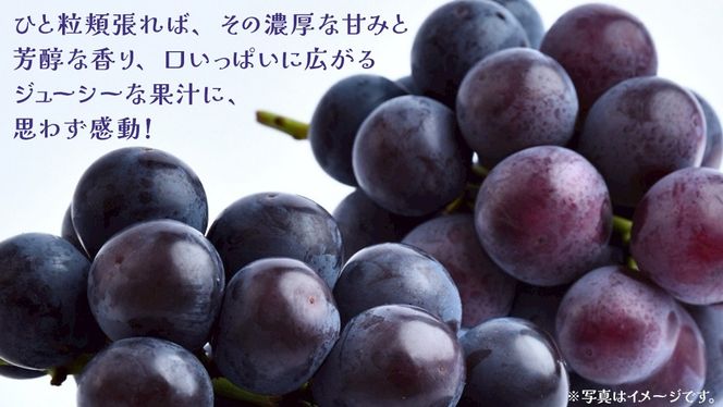 巨峰 2.5kg (4～6房)【2026年8月下旬発送開始】(茨城県共通返礼品：大子町) ぶどう 葡萄 ブドウ フルーツ 果物 スイーツ