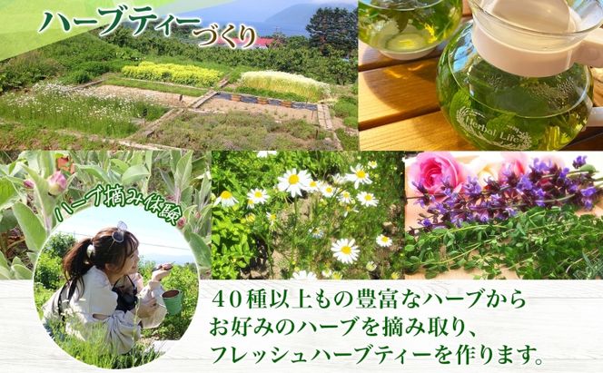 北海道 アロマ ウォーター 蒸留 摘みたて ハーブティー 体験2枚 ハーブ フレッシュ オリジナル ハーブ畑 天然 リラックス 癒し リラクゼーション ハーバルランチ 送料無料 洞爺湖 