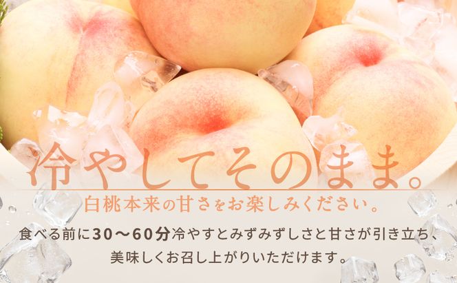 桃 2026年 先行予約 白桃 5玉 合計約1.3kg もも モモ 岡山県産 国産 フルーツ 果物 ギフト