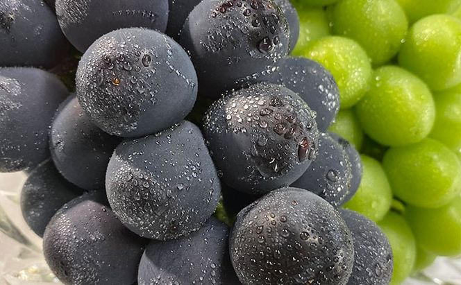 ぶどう 2026年 先行予約 農家こだわりの シャイン マスカット ＆ ニュー ピオーネ 2房 合計約1.2kg 贈答クラス 葡萄 岡山県産 国産 フルーツ 果物 ギフト 【 Nini farm 農家 直送 】 デザート 