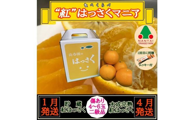 1・4月発送 全2回 定期便 紅はっさく マニア 貯蔵 ＆ 木成完熟 傷あり 二級品 4 ～ 6玉 化粧箱 和歌山 有田 南泰園   BS188