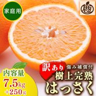＜4月より発送＞家庭用 樹上完熟はっさく7.5kg+250g（傷み補償分）有田の春みかん・五月八朔・さつきはっさく・木生りはっさく・きなりはっさく【光センサー選別】訳あり