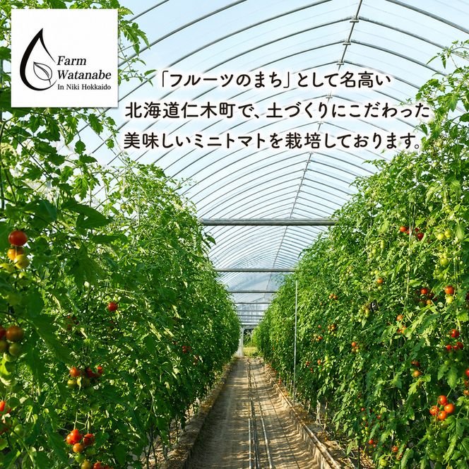 【2026年産】ミニトマト ジュース (北海道 仁木町産 ミニトマト[エコスイート]100%) 1L×2本 無塩・無糖・保存料無添加【栽培期間中 農薬・化学肥料不使用 】 野菜飲料 ジュース トマト [Farm Watanabe]