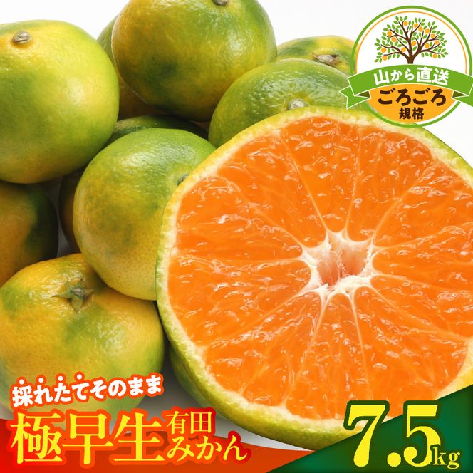 【2026年先行予約】みかん 極早生 山から直送 箱込 7.5kg ( 内容量 6.8kg ) 採れたてそのままごろごろ規格 有田みかん 和歌山県産_MK1079