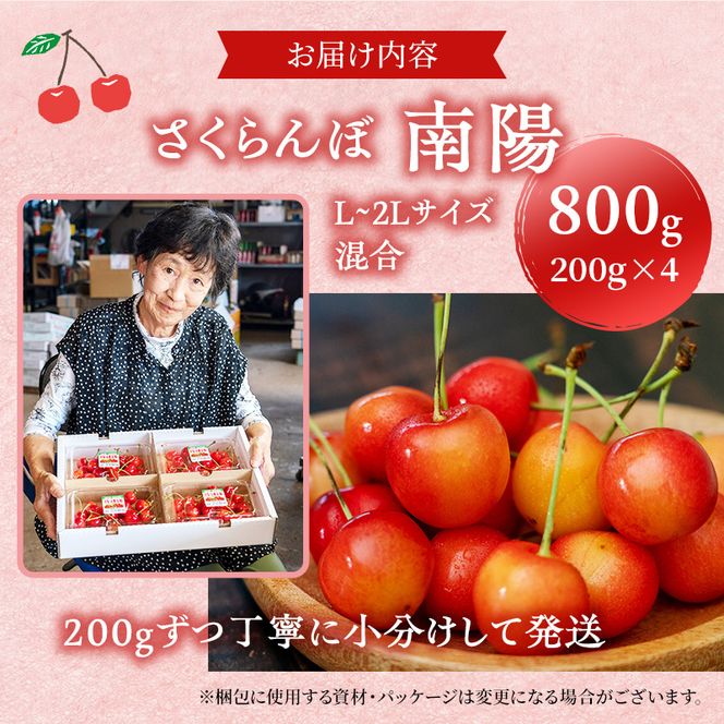 先行受付 さくらんぼ【 南陽 】800g（200g×4）L-LLサイズ混合  サクランボ チェリー フルーツ 果物 果物類 ギフト 北海道 仁木町 仁木 [横山農園]