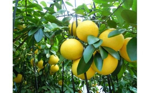 美浜町産グレープフルーツ（ルビーレッド）　ご家庭用　傷あり　約4kg入り ※2026年4月下旬～7月上旬頃に順次発送予定