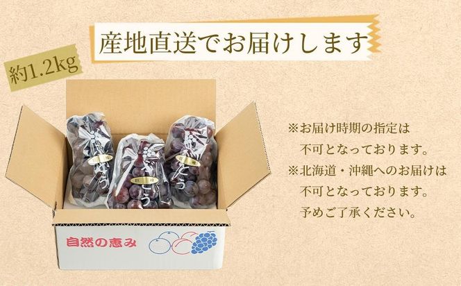 ぶどうの王様 農家直送 朝採り 巨峰 約1.2kg［2026年・先行予約］  AO038