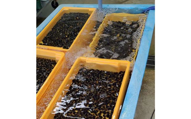 たっぷりエキスの特大しじみ！島根県宍道湖産大和しじみ砂抜き済み 322032_FK001