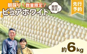 【先行予約 2026年6月下旬以降発送 】【 令和8年産 】【数量限定】朝採り 白い とうもろこし ピュアホワイト 約 6kg トウモロコシ 期間限定 甘い 生食 [AX028ya]