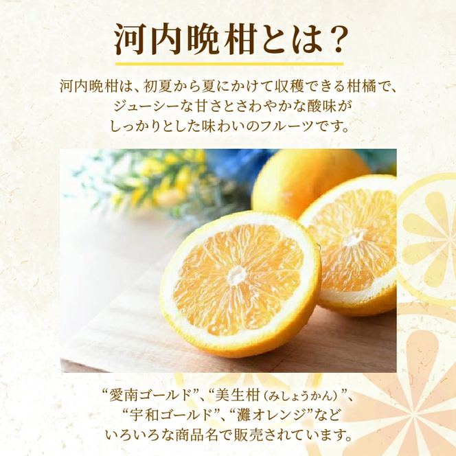 訳あり 河内晩柑 2L サイズ 以上 6玉  (約 3.5kg) サイズミックス 5000円 みかん かわちばんかん ミカン mikan わけあり 愛南ゴールド 家庭用 あいなん ゴールド 美生柑 文旦 派生 和製 グレープフルーツ 産地直送 国産 農家直送 期間限定 数量限定 特産品 人気 甘い おいしい フルーツ 果物 柑橘 蜜柑 アイス ジュース 等に 規格外 大樹農園 愛南町 愛媛県