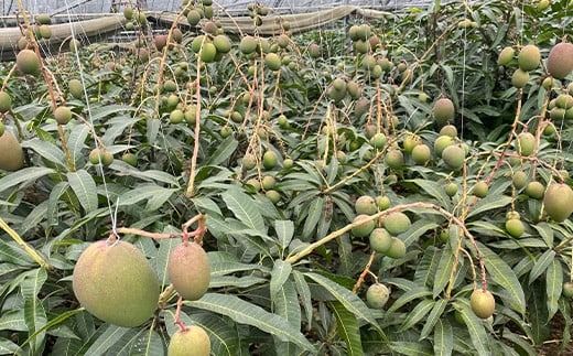 【先行予約】【数量限定】石垣島産ミニマンゴー 【マンゴー ミニマンゴー フルーツ 沖縄県 石垣市 沖縄県石垣市 トロピカル デザート 産地直送 旬 石垣島産 マンゴー 完熟マンゴー 】HI-4