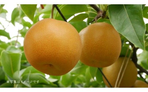 茨城県産 梨 幸水 サイズ おまかせ （2L～ 4L ） 5kg（ 12～16玉 ）【2026年8月中旬発送開始】 (茨城県共通返礼品：大子町) 梨 なし ナシ 果物 くだもの 季節 フルーツ デザート 旬果