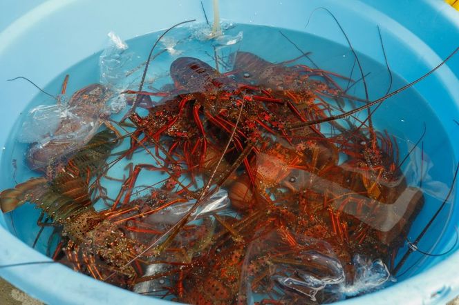 【先行予約】【数量限定】産地直送！活き伊勢えび 約200～250g×3尾 ※北海道・東北地方・沖縄・離島への配送不可（2025年9月上旬頃より順次発送） IKTJ009