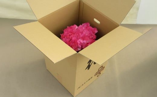シクラメン5号鉢（15cm）2鉢セット ますだ農園 【お届け：11月～12月】 F4N-2807