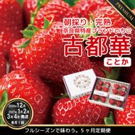 【12月27日決済完了分まで年内発送】定期便 先行予約 【12・1・2・3・4月発送5ヶ月定期便】奈良県特産 高級ブランドいちご「古都華」旬の５ヶ月定期便 // いちご イチゴ 古都華 フルーツ 果物 旬 限定  ブランド 定期便  朝採り 完熟 いちご ことか イチゴ 先行予約 贈答用 ギフト 化粧箱※12月26日までに決済が完了された方は12月～4月の5回、12月27日以降に決済が完了された方は1月～4月の期間内で計5回発送となります。