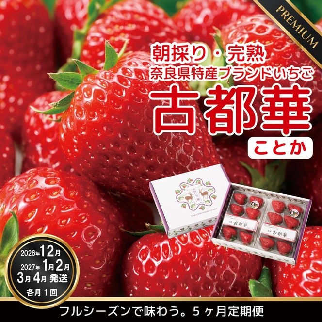 【12月27日決済完了分まで年内発送】定期便 先行予約 【12・1・2・3・4月発送5ヶ月定期便】奈良県特産 高級ブランドいちご「古都華」旬の５ヶ月定期便 // いちご イチゴ 古都華 フルーツ 果物 旬 限定  ブランド 定期便  朝採り 完熟 いちご ことか イチゴ 先行予約 贈答用 ギフト 化粧箱※12月26日までに決済が完了された方は12月～4月の5回、12月27日以降に決済が完了された方は1月～4月の期間内で計5回発送となります。