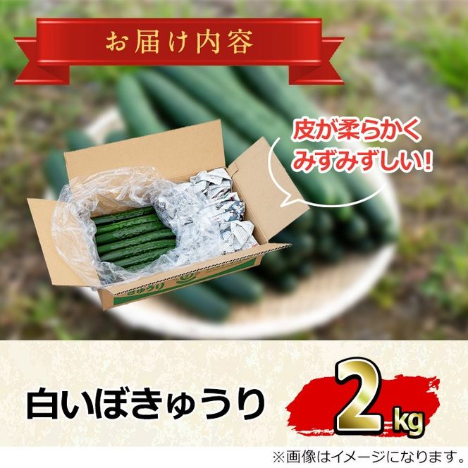 【0082702a】名産地の農家直送！みずみずしい白いぼきゅうり(計2kg) 野菜 やさい 旬 新鮮 サラダ キュウリ 胡瓜【吉ヶ崎農園】