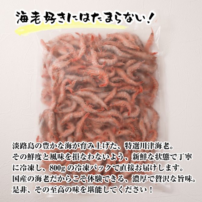 淡路島産 活川津エビ 800g　　[えび 海老]