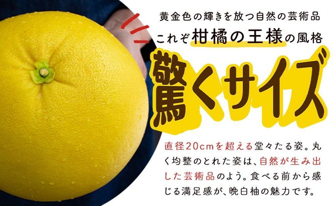 晩白柚 選べる 1玉 2玉 Lサイズ 2Lサイズ ばんぺいゆ 熊本《1月上旬-1月末頃出荷》熊本県 氷川町 果物 フルーツ 熊本県産 晩白柚 ばんぺいゆ---hkw_kbtbpy_ac1_26_5500_l1i---