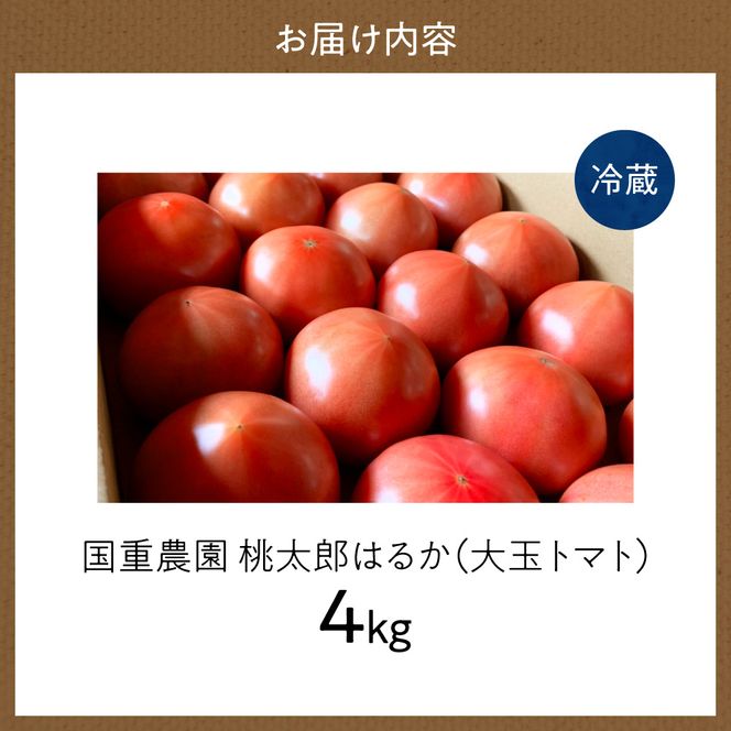 【先行予約：2026年9月上旬以降発送】トマト農家が本気で作る「秋トマト」4Kg 桃太郎はるか 低段栽培 大玉トマト 自根栽培 種から育成 野菜 寒暖差_Y165-0003
