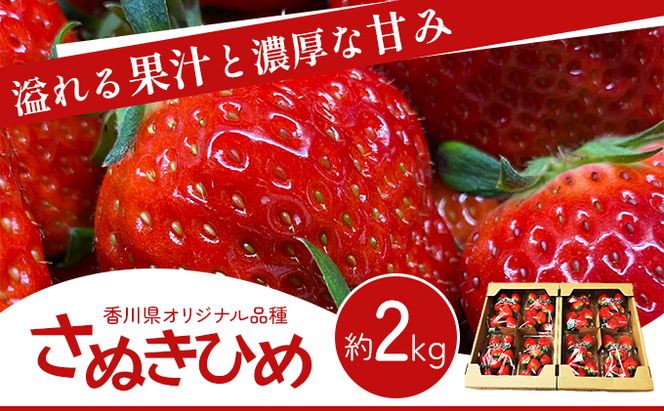 《高評価》 香川県オリジナル品種！ いちご【さぬきひめ】2kg（ フルーツ 果物類 苺 さぬき姫 取り寄せ 糖度 甘い 農園 特産品 秀品 大粒 デザート 人気 ストロベリー 冷蔵便 ） 香川県東かがわ市 