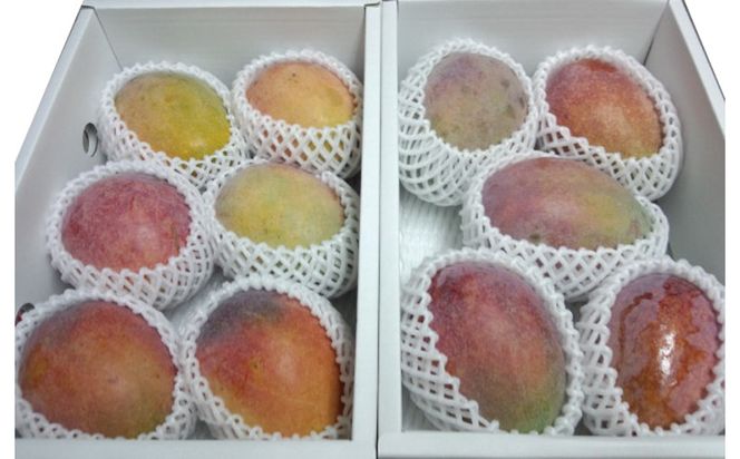 【2026年発送】訳あり品！！大宜味村産マンゴー【約2kg・白箱】 訳アリ 先行予約 沖縄 甘味 糖度 濃厚 おいしい お土産 まんごー アーウィン 果物 くだもの 果実 送料無料 ふるさと納税 ２キロ トロピカル 箱入り 食べ物 フルーツ