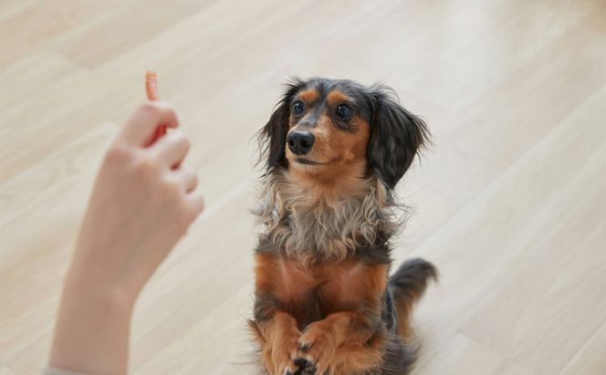 ペット 犬 ジャーキ ささみ ペットフード まるごとささみジャーキー 細切り プレーン 100g P-IJ-HSE100 アイリスオーヤマ 犬用 ドッグフード おやつ 鶏肉 イヌ 犬 犬用品 子犬 シニア