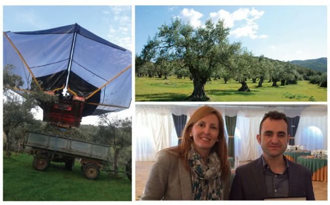 オリーブオイル 有機栽培 エキストラバージン オリーブ オイル シングル 2本 セット オーガニック 調味料 油 オリーブ油 食用油 ギフト [№5735-0336]