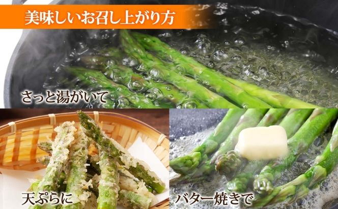 【 2026年 発送 】 北海道産 グリーン アスパラガス 約 900g 2L アスパラガス アスパラ 旬 朝採り 野菜 新鮮 野菜 お取り寄せ 産地直送 産直 野菜 農作物 詰め合わせ アスパラ 国産 野菜 しりべしや 
