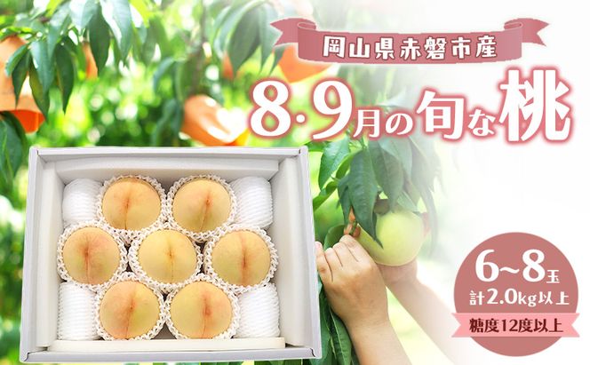 桃 2026年 数量限定 岡山の白桃 『8・9月の旬な桃』 6-8玉 計2.0kg以上 糖度12度以上