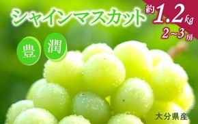 【先行予約】【令和8年発送】おおいたの豊潤シャインマスカット約1.2㎏_2609Ｒ