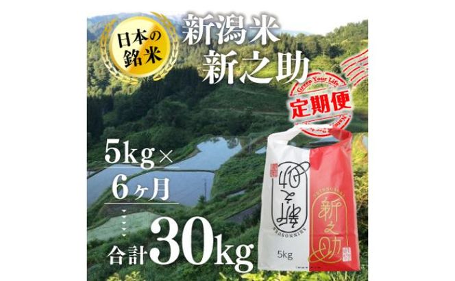 【6カ月定期便】新潟米新之助（精米）5kg お米 コメ 