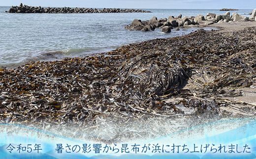 【CF】雑海藻から海を守り、日本の食文化である昆布の漁場の再生支援寄附 ＜１口 1,000円 より＞