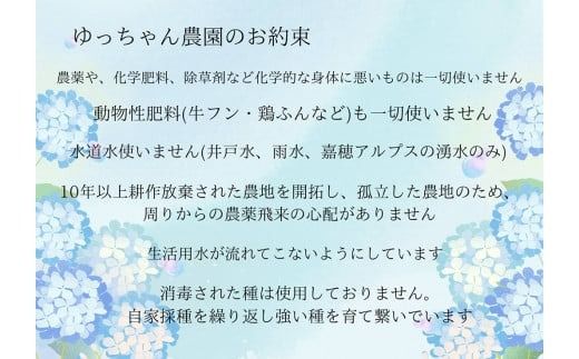 四季を楽しむ 嘉穂アルプスの宝石 ジュエリーピクルス 2種食べ比べ 約220g×2瓶 計440g