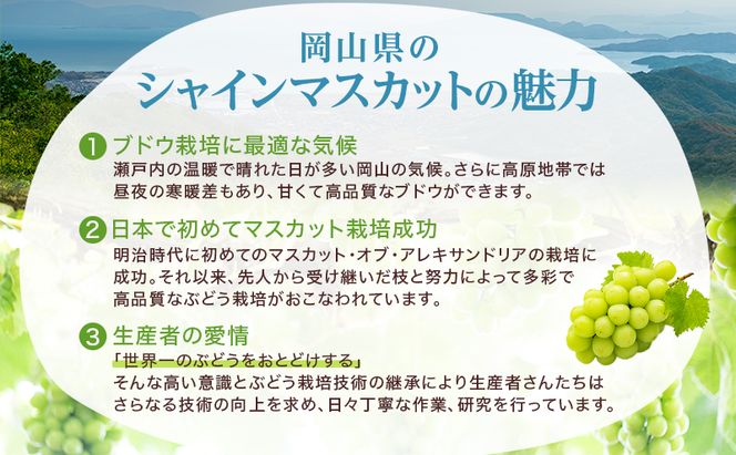 ぶどう 2026年 先行予約 シャイン マスカット 晴王 約400g×2房 8月下旬～11月下旬発送 ブドウ 葡萄 岡山県産 国産 フルーツ 果物 ギフト 
