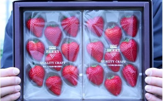 【定期便】【完熟クラフト苺BERRY】濃厚な樹上完熟イチゴ 1品種ずつ3回届くセット（白いちご＋赤いちご２品種）各約500g【出荷2026年12月上旬～2027年5月下旬】化粧箱入り【yuji-tkb0001】