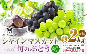 〈プラスワン企画実施中〉 シャインマスカット マスカット2房・旬の品種1房＋1 Orchard M《8月中旬-10月上旬頃出荷》熊本県 長洲町 シャインマスカット ぶどう マスカット 果物 フルーツ スイーツ デザート---sn_coms2b1_g810_r8_19000_2kg---