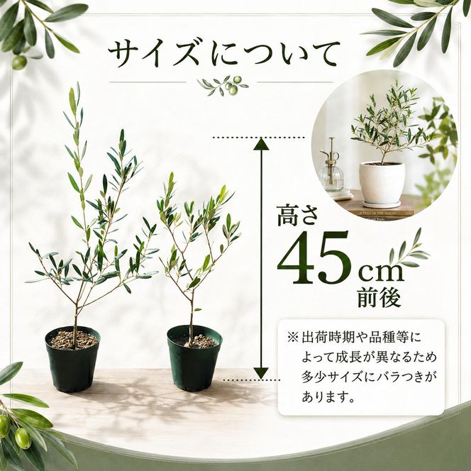 【 小豆島 】【2026年3月より発送】瀬戸内のオリーブ苗木2本セット 植物 インテリア 観葉植物 
