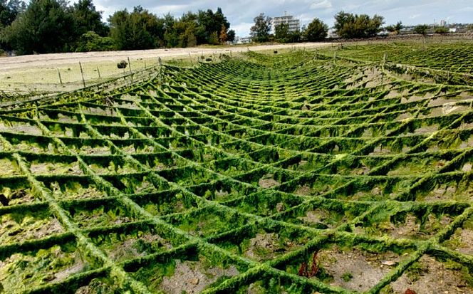 沖縄県産 乾燥あおさ (15g×8袋入り) あおさ アーサ 海藻 国産 小分け 年内発送 沖縄市 / 合同会社沖縄直販[BCDM001] 