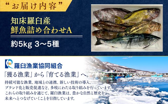 知床羅臼産 鮮魚詰め合わせA　約5kg 魚 さかな 旬の魚 鮮魚 羅臼町 北海道 生産者 支援 応援 016942_AE045