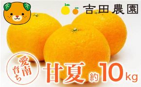 数量限定 先行予約 甘夏 10kg 11000円 みかん あまなつ 夏みかん グレープフルーツ だいだい 事前 予約 受付 産地直送 国産 農家直送 糖度 果樹園 期間限定 特産品 ゼリー マーマレード ピール ジュース デザート 人気 甘い おいしい フルーツ 果物 柑橘 蜜柑 愛南町 愛媛県 吉田農園