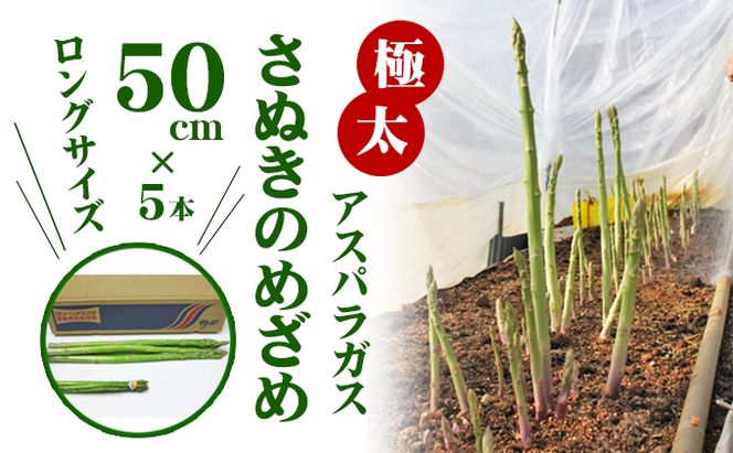 アスパラガス さぬきのめざめ 香川県オリジナル品種 極太 50cm × 5本 ロングアスパラガス 天ぷら バター炒め サラダ 肉巻き ベーコン巻き グリル アスパラ 野菜 冷蔵 ギフト 五色青果 香川県 東かがわ市 46311379