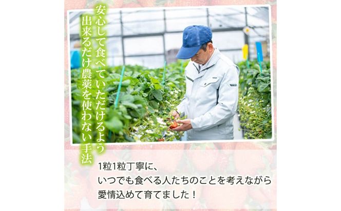 【数量限定】鹿児島県産朝採れイチゴ「恋みのり」約1080g(約270g×4パック) a3-209