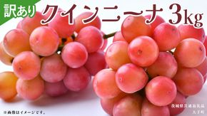【 訳あり 】 クインニーナ 3kg 【2026年9月発送開始】(茨城県共通返礼品：大子町) ぶどう 葡萄 ブドウ 果物 フルーツ 果実 ワケあり ご自宅用 ご家庭用 自分用