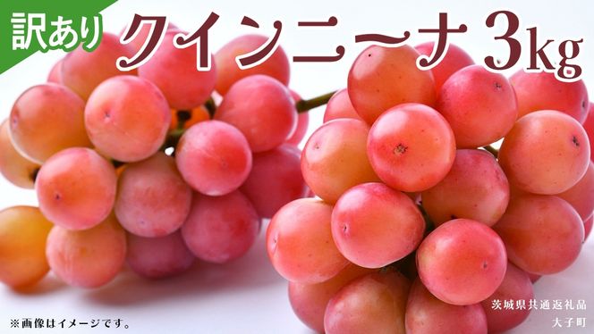 【 訳あり 】 クインニーナ 3kg 【2026年9月発送開始】(茨城県共通返礼品：大子町) ぶどう 葡萄 ブドウ 果物 フルーツ 果実 ワケあり ご自宅用 ご家庭用 自分用