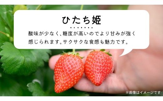 【 先行予約 】 初物 厳選いちご ( 2パック ×1箱 )【12月発送】 （常陸太田市 共通返礼品 ) いちご 数量限定 果物 くだもの フルーツ 苺 イチゴ ストロベリー 旬 厳選 いばらキッス ひたち姫 やよいひめ