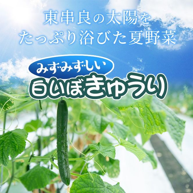 0082702a】名産地の農家直送！みずみずしい白いぼきゅうり(計2kg