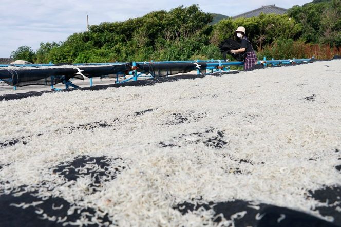 【愛媛県・佐田岬直送】木嶋水産のちりめん・粒うにセット ※離島への配送不可 IKTP007