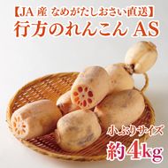 ★2026年9月より配送★ JAなめがたしおさい直送　行方のれんこんAS・約4kg（小ぶりサイズ）(AE-114)